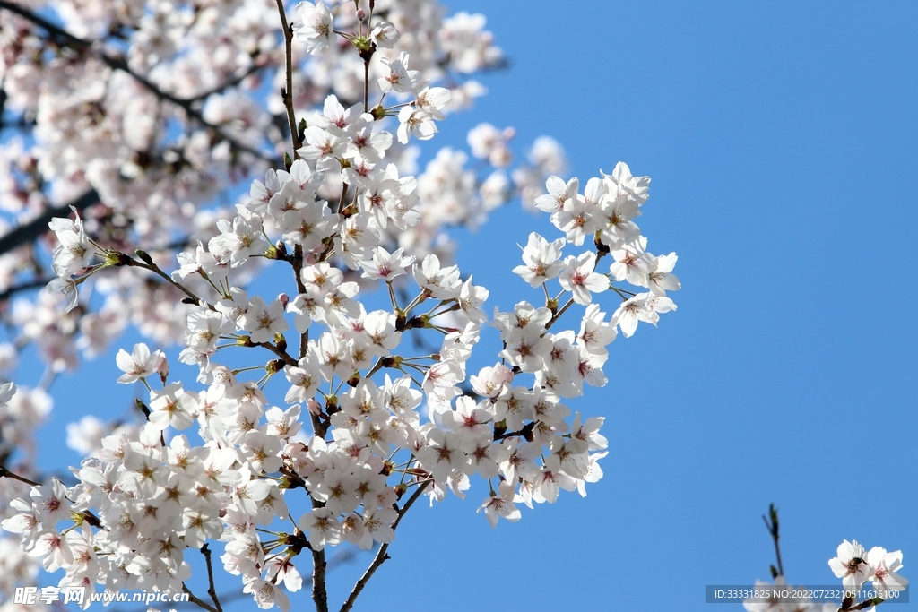 樱花