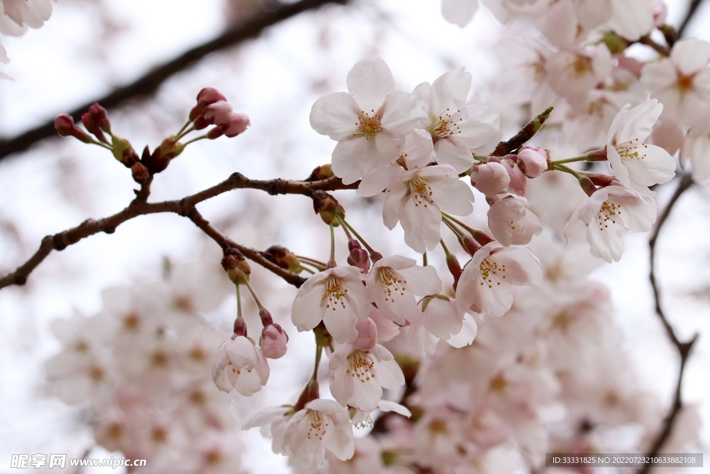 樱花