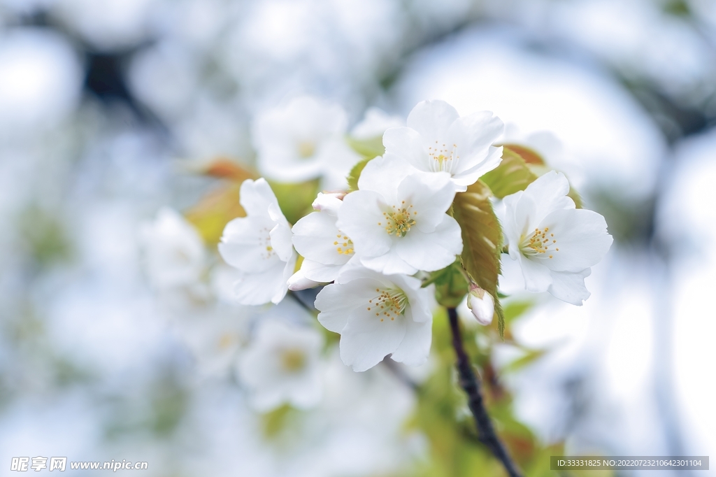 樱花