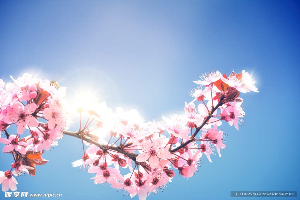 樱花