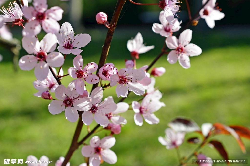 樱花