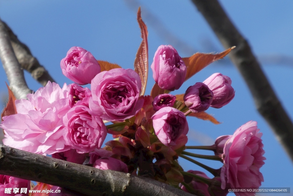 樱花
