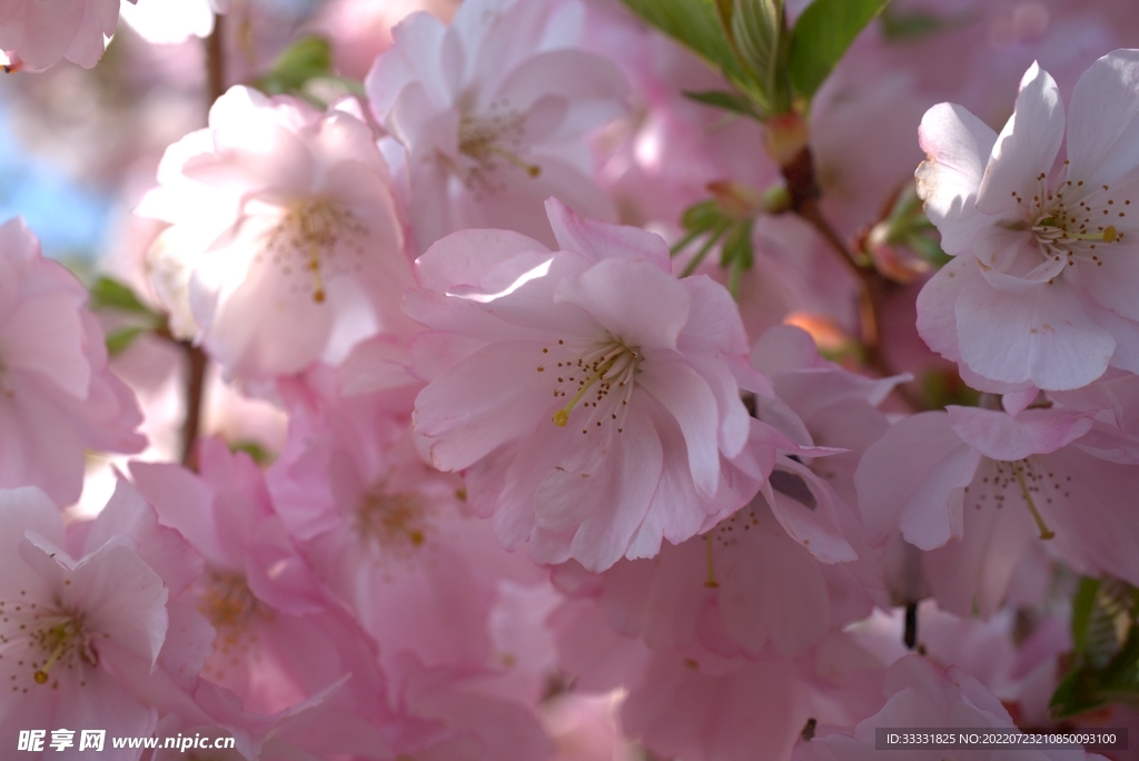 樱花