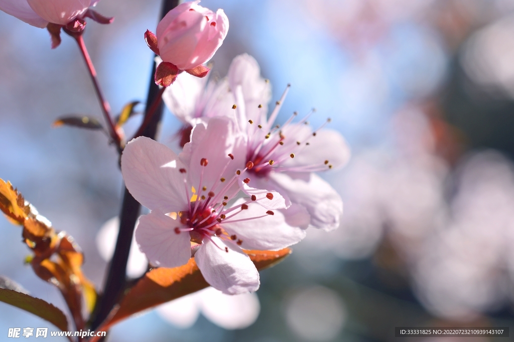 樱花