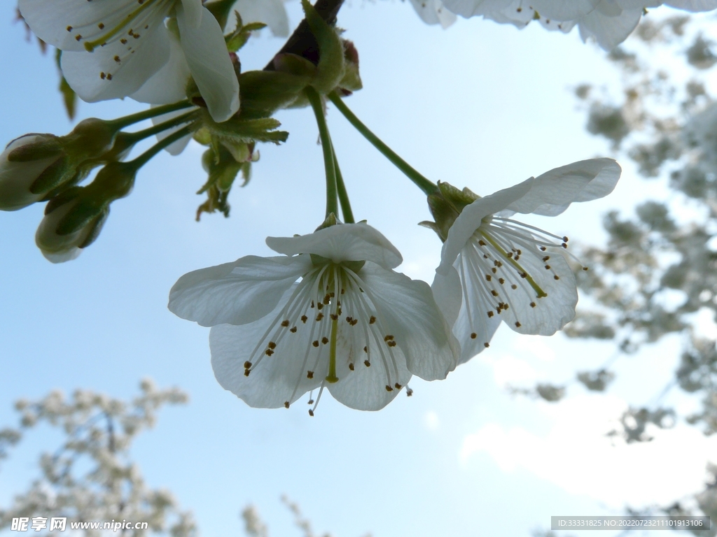 樱花