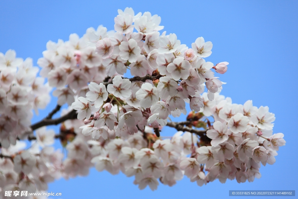 樱花