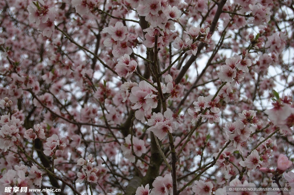 樱花