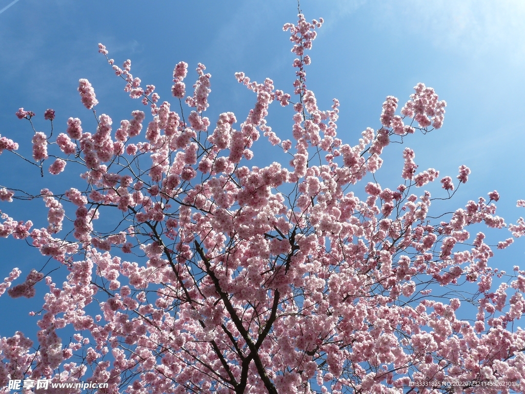 樱花
