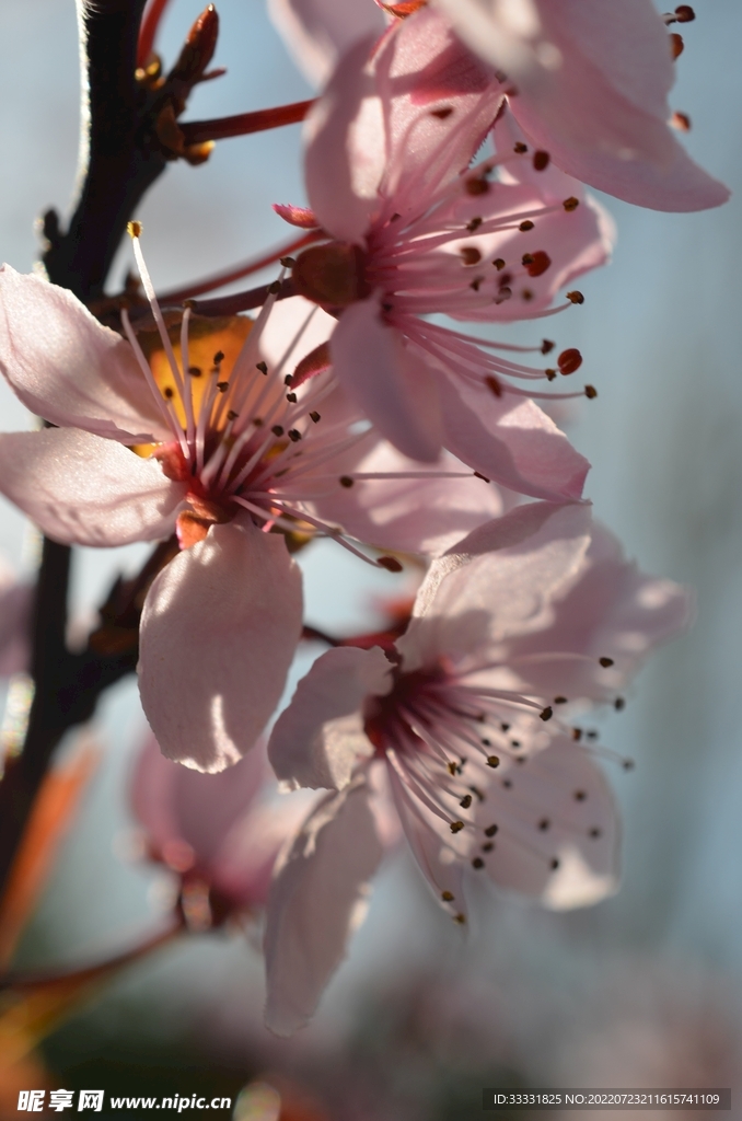 樱花