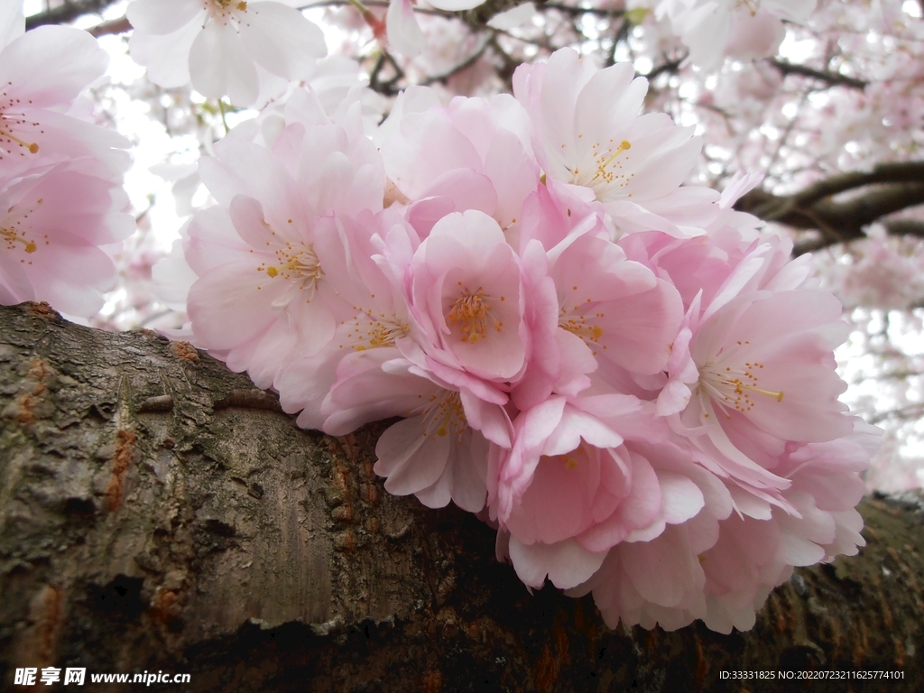 樱花