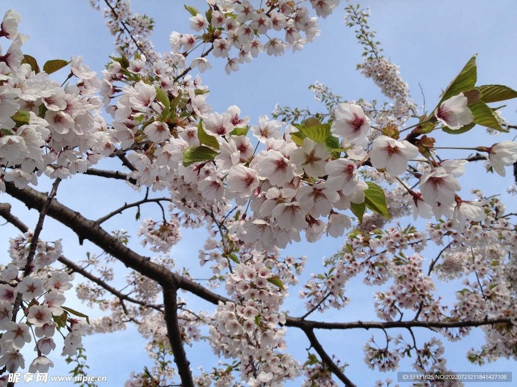樱花
