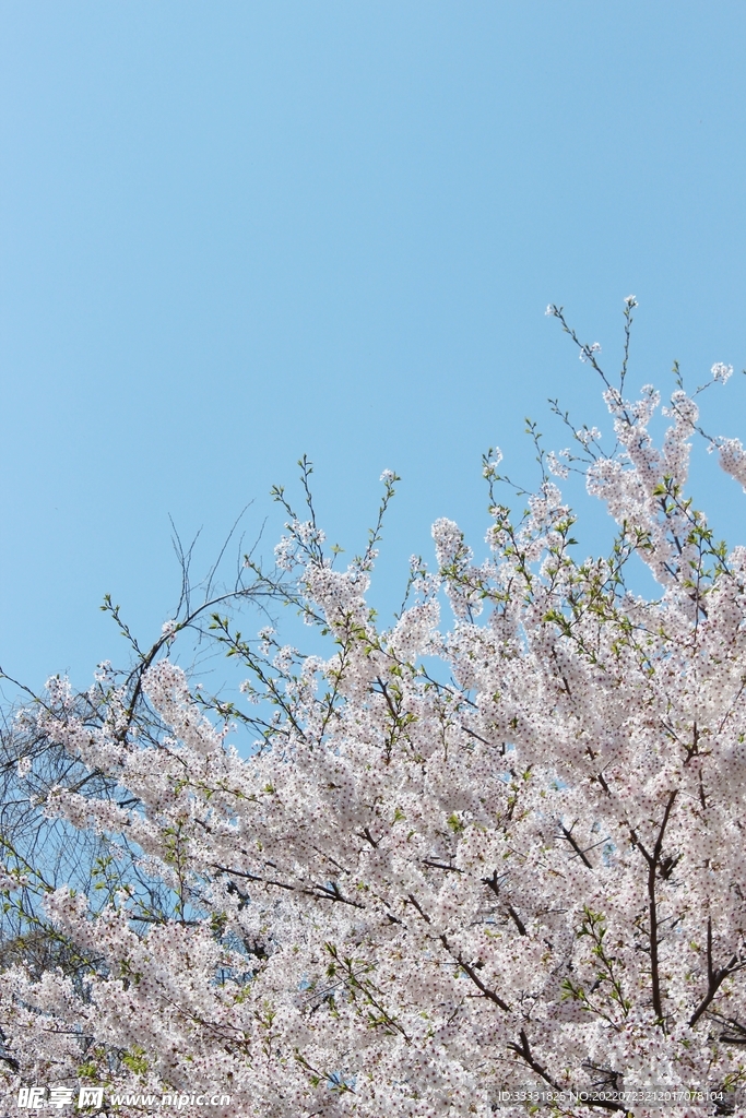樱花