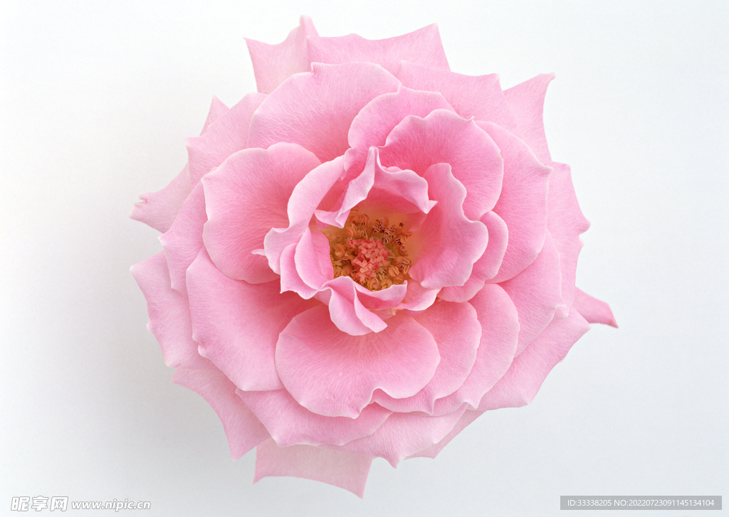 花卉