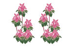 紫色菊花