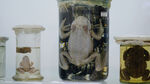 蟾蜍的甲醛保存在玻璃罐与背部照