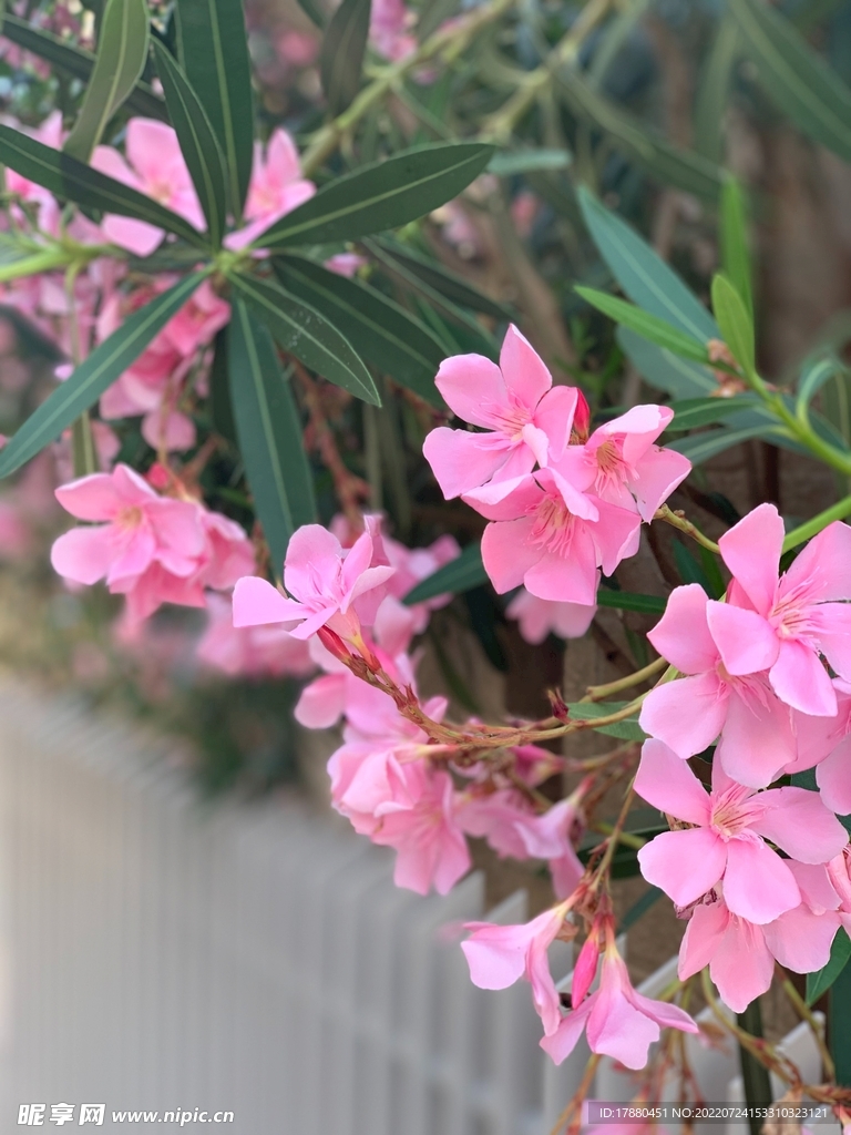夹竹桃