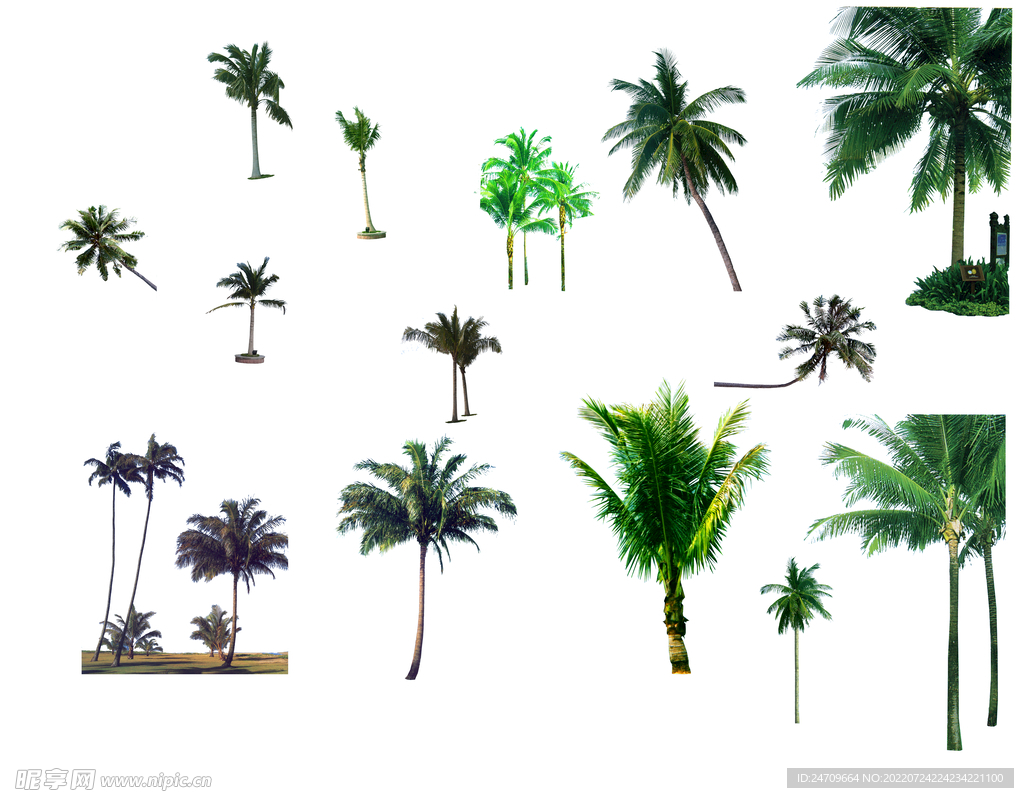 椰子树ps素材贴图