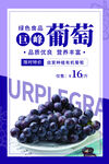 葡萄海报
