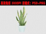 绿植