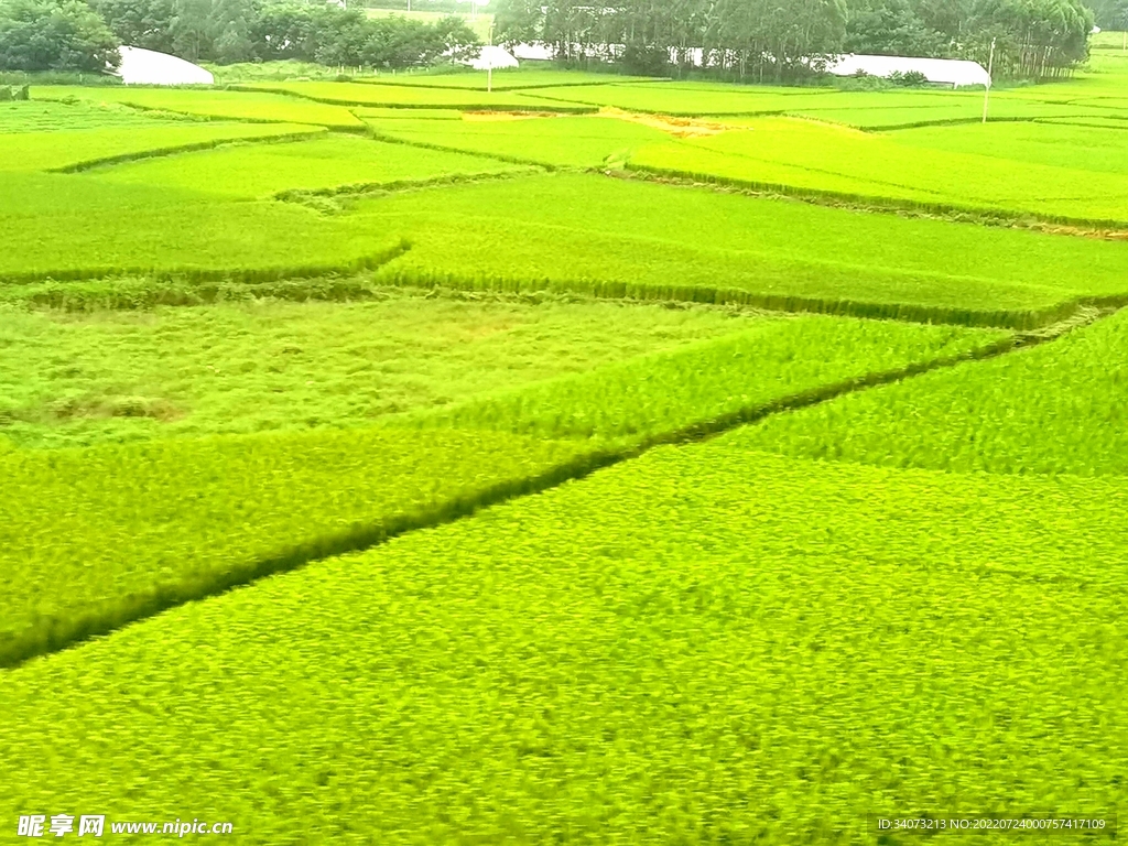 美丽的田野