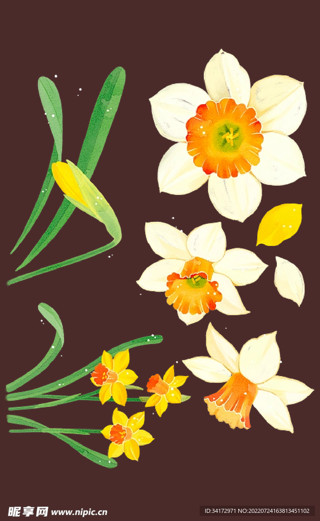 叶子花