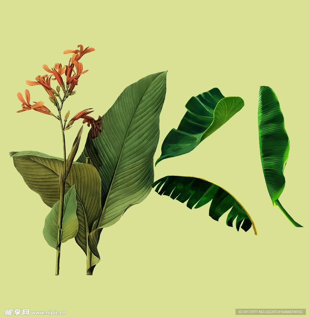 芭蕉香蕉叶子花