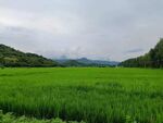 田野