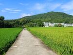 田野
