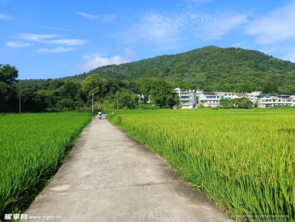 田野