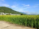 稻田