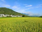稻田