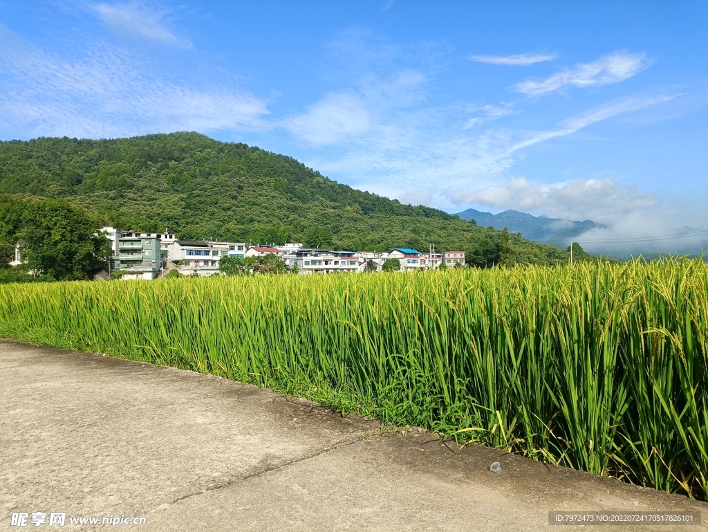 田园风光