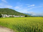 田畈
