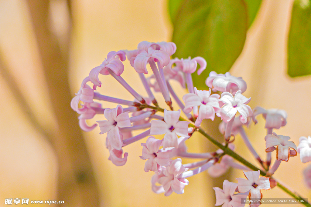 丁香花