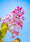 丁香花