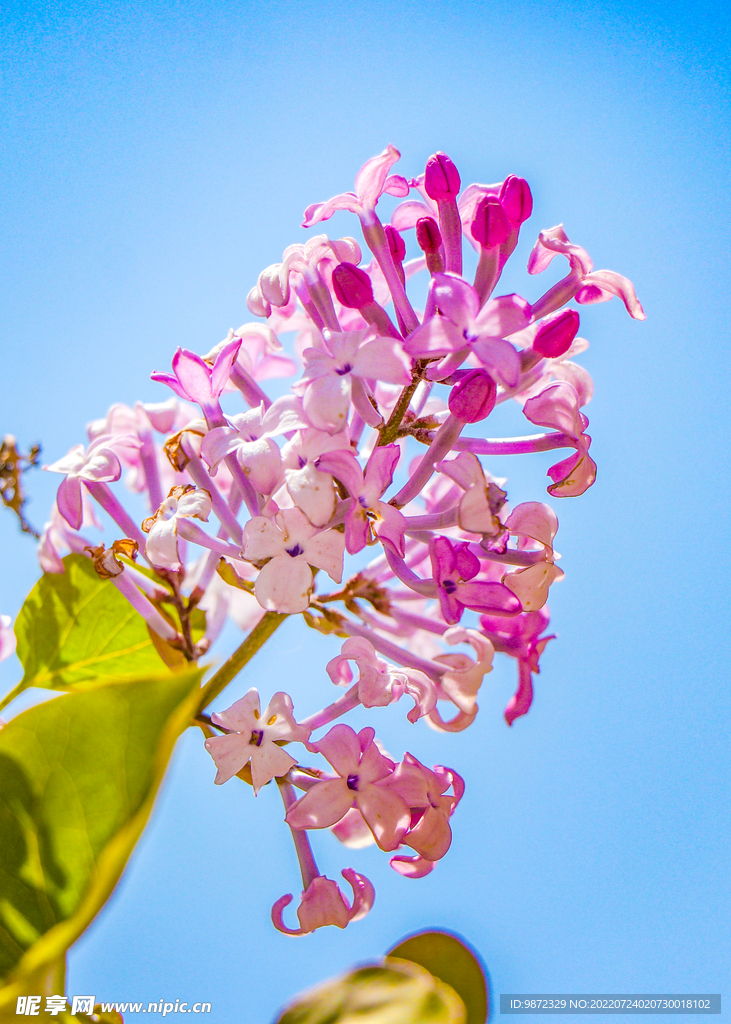 丁香花