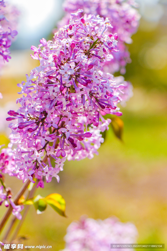 丁香花