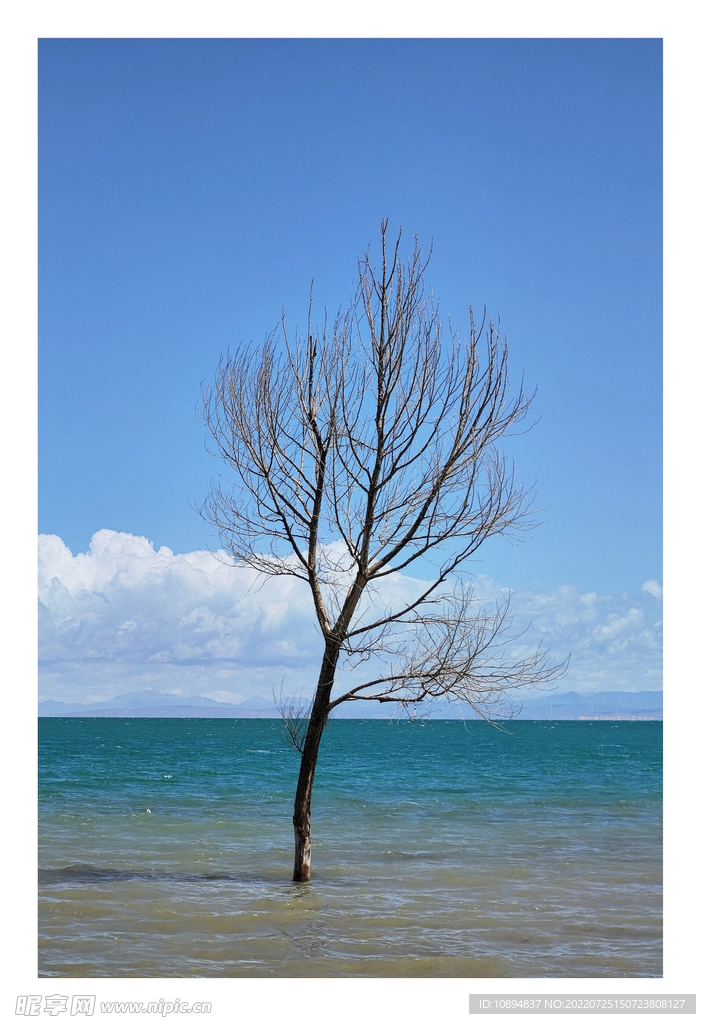 盛夏 天空  旅游  海 树木