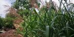 野外芒草