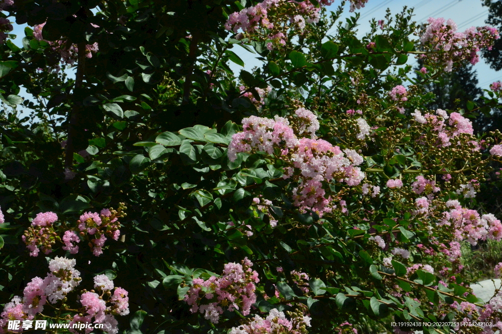 紫薇花