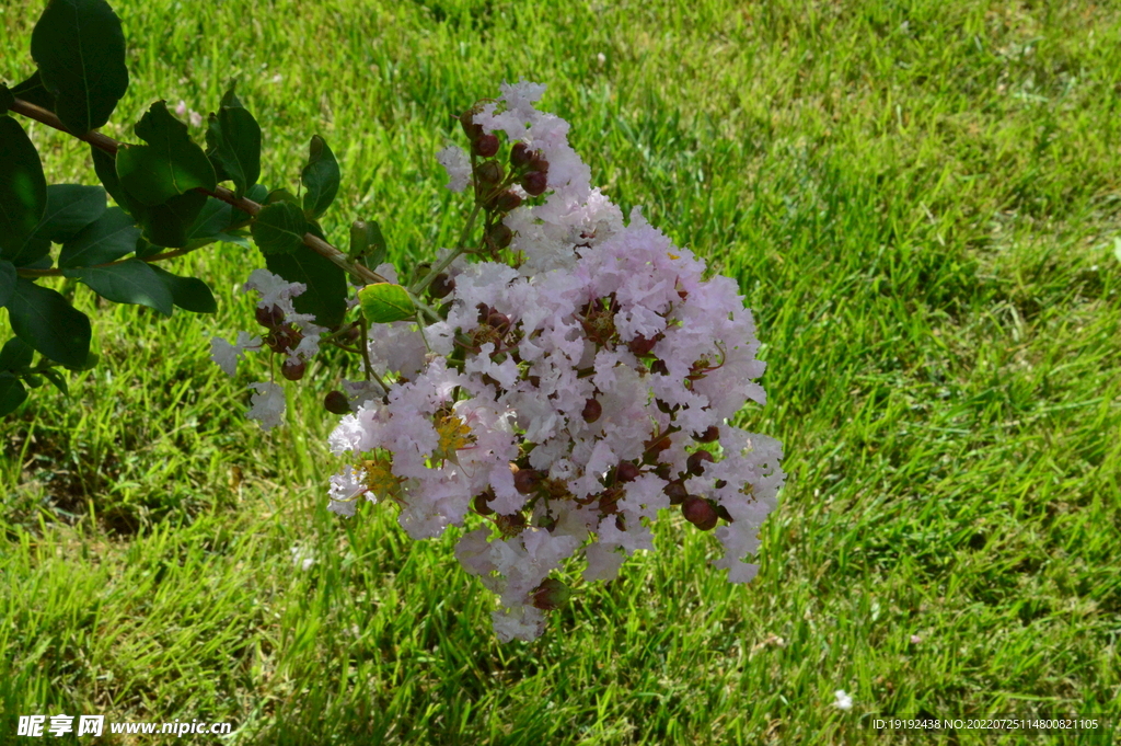 紫薇花 