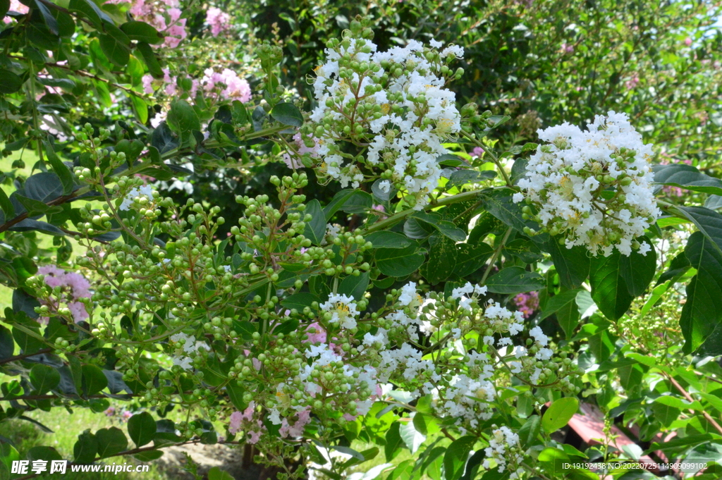 紫薇花 