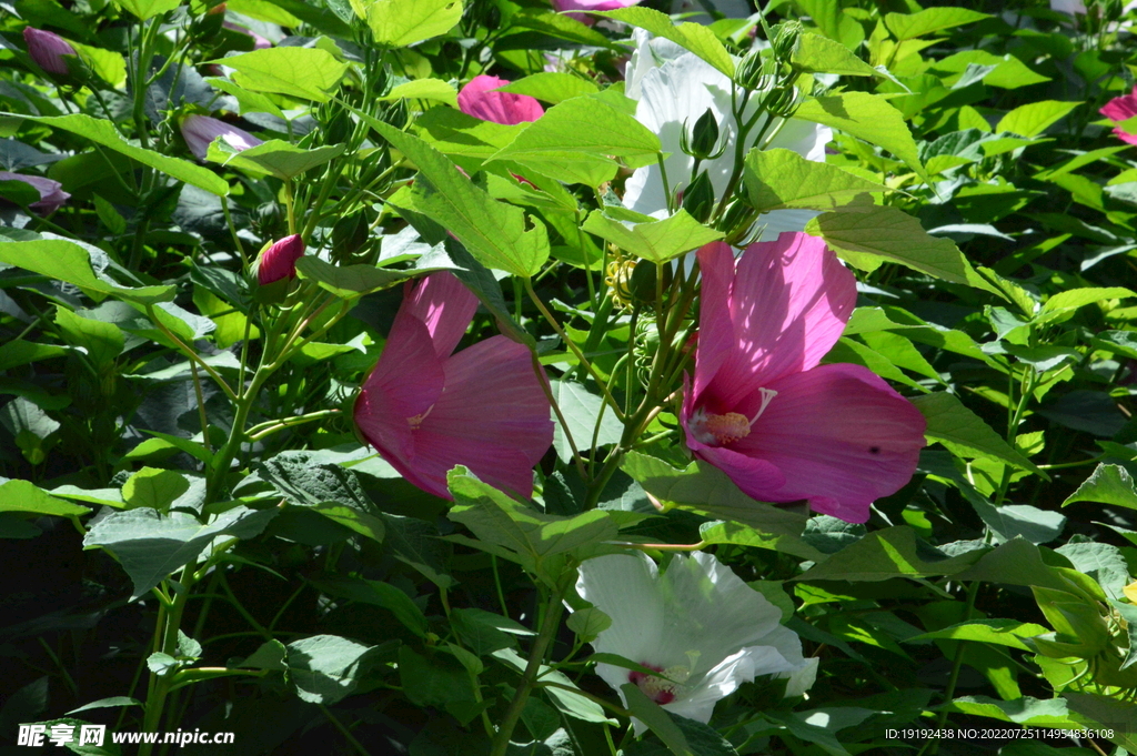 芙蓉葵 