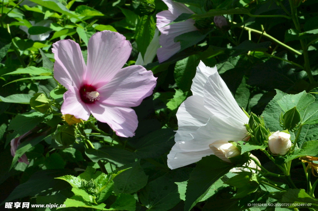 芙蓉葵 