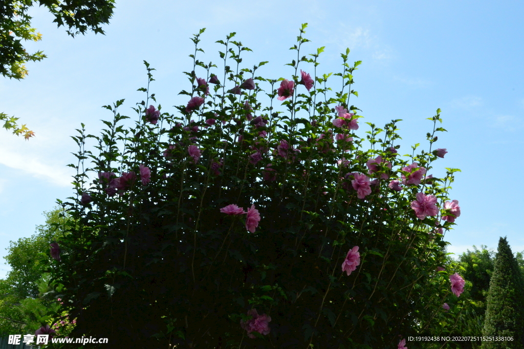 木槿花