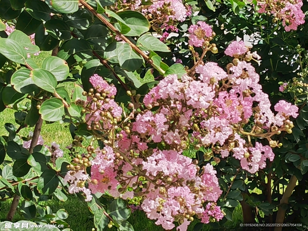 紫薇花