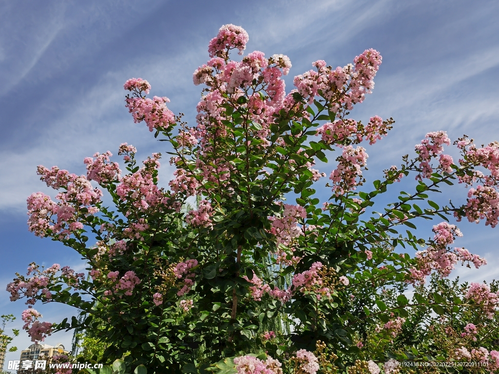 紫薇花 