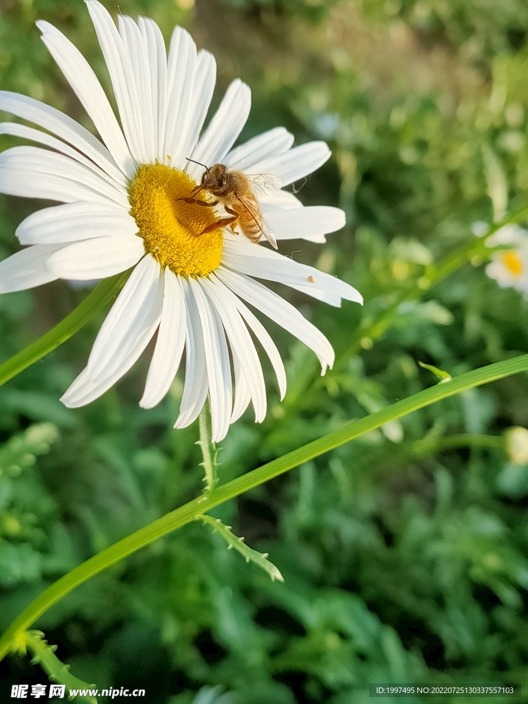 采蜜的蜜蜂