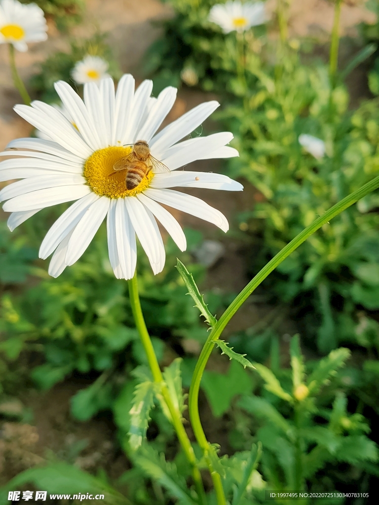 菊花  雏菊   蜜蜂  采蜜