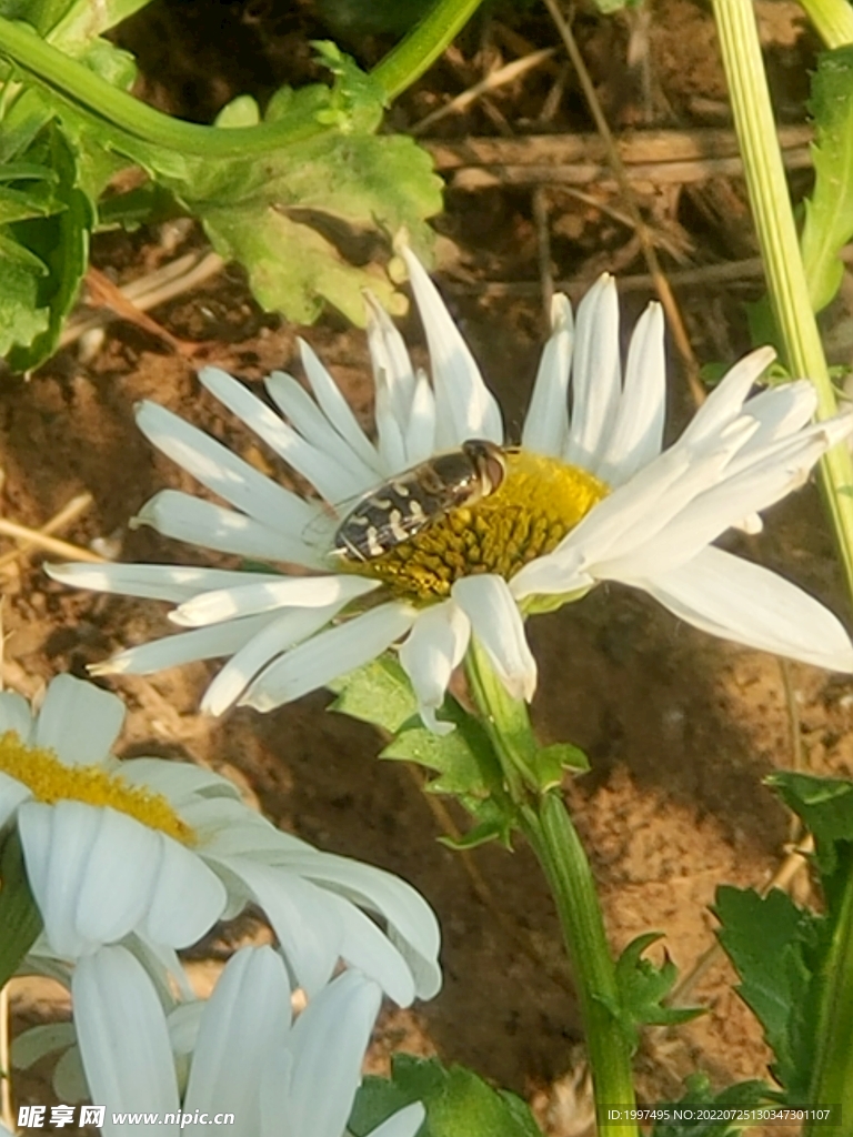 菊花 蜜蜂